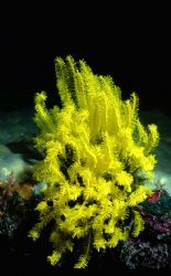 Crinoid; Ant Atoll, Marshall Islands: Housed Nikon F, 24m... by Rick Tegeler 
